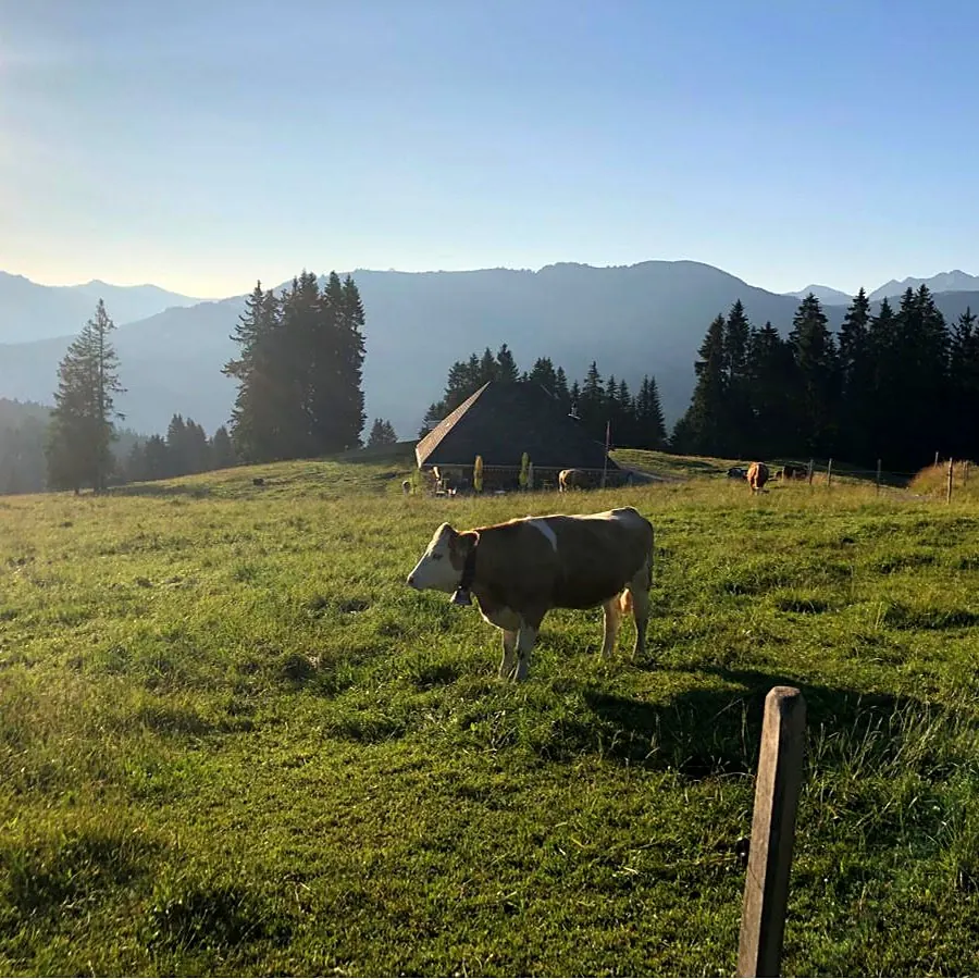 Vache dans un pâturage des préalpes fribourgeoises au petit matin