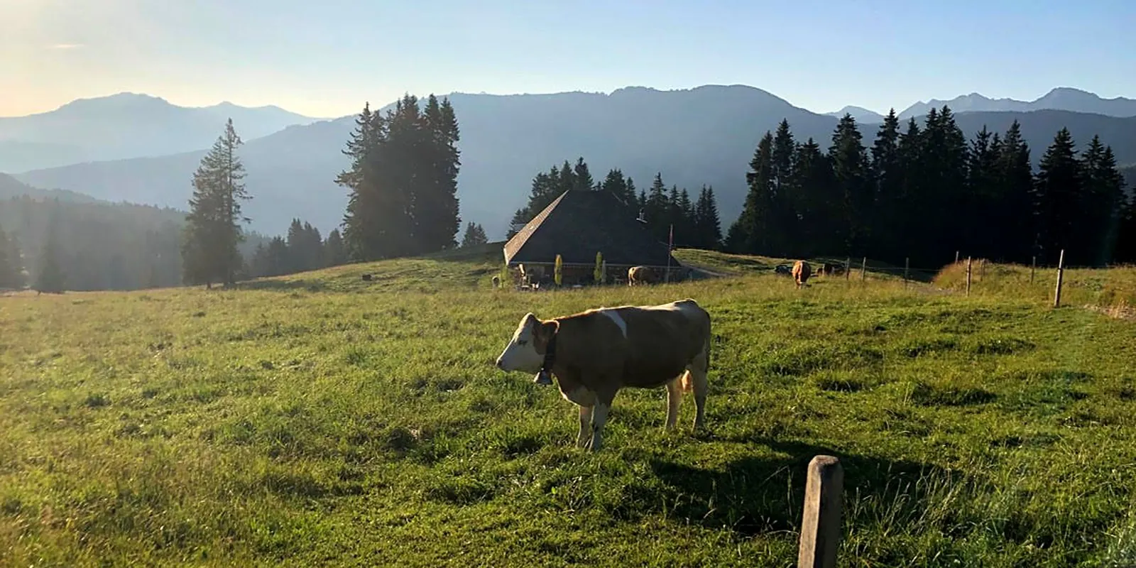 Pâturage des préalpes fribourgeoises au lever du jour